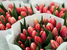 В ассоциации «Теплицы России» спрогнозировали динамику цен на цветы к 8 Марта