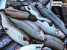 Карелия побила свой рекорд по выращиванию форели