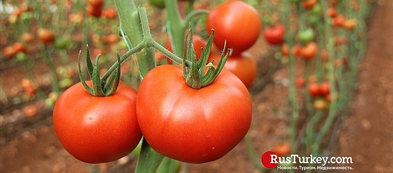 Объем экспорта турецких томатов за год составил  более 377 млн долларов