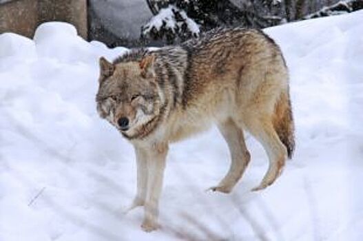 «Отогнал волка фонариком». С чем связано нашествие хищников в Онеге?