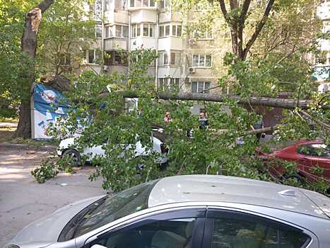 Проходила мимо: на женщину, пять машин и ларек упало дерево