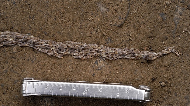 Ученых ошеломили выстраивающиеся в шеренги тысячи червей на Аляске
