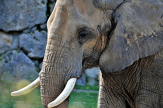 В Индии нашли челюсть слона, жившего 5 млн лет назад