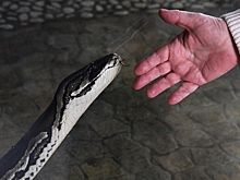 Москвичей предупредили о пробуждении змей