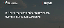 В Ленинградской области началась осенняя посевная кампания