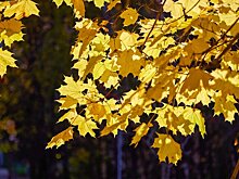 Синоптик назвал сроки прихода золотой осени в Москву