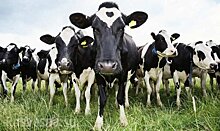 Больных коров распознают с помощью фитнес-трекеров
