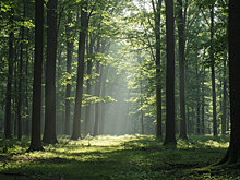 Ученые из Воронежа помогут в восстановлении лесов ДНР