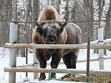 Зубр из нижегородского зоопарка переехал в парк «Мещера»