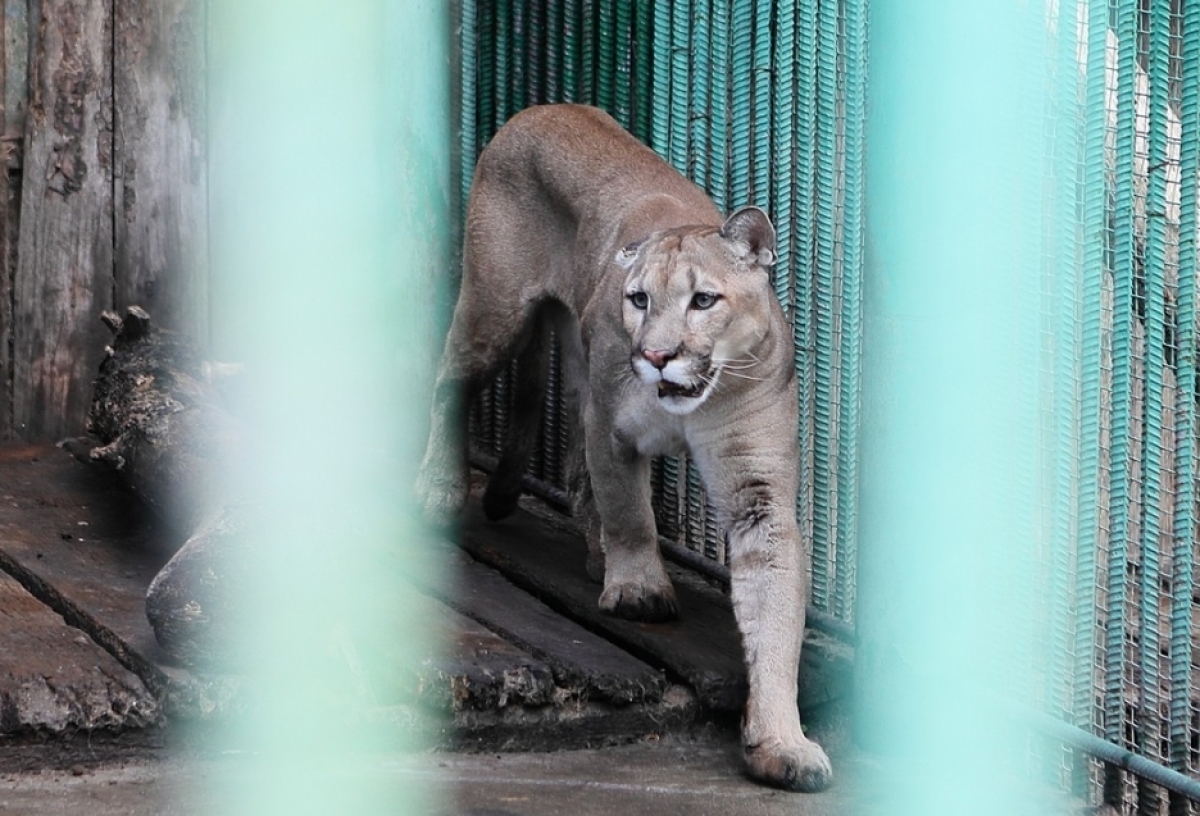 Большереченский зоопарк закроют на акарицидную обработку