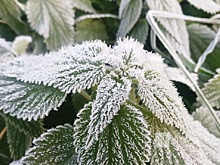 Заморозки ожидаются в Нижнем Новгороде в конце апреля