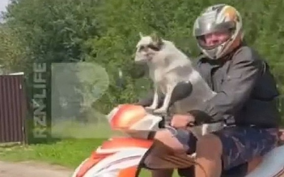 В Ряжском районе засняли пса за рулем скутера