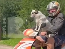 В Ряжском районе засняли пса за рулем скутера