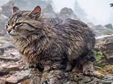 У горной кошки Муськи из Челябинской области появился дом