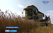 Губернатор: «Уборка зерна в Новосибирской области идет тяжело»