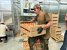 "РГ" узнала подробности скандала с "рабами" на ферме в Воронежской области