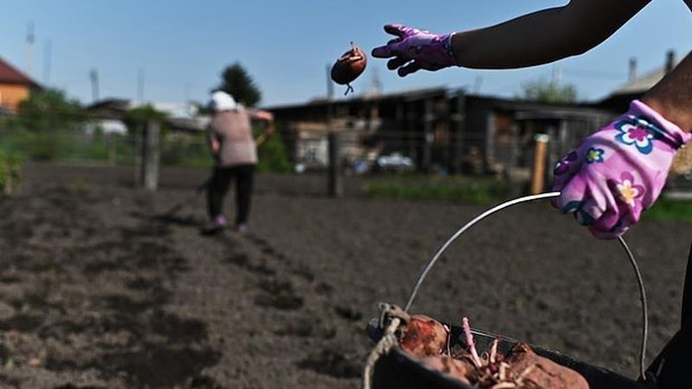 Дачникам предлагается заняться садоводством