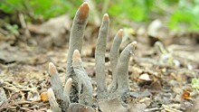 Грибники нашли в курских лесах «пальцы мертвеца»