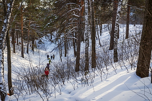 «Зеленый пояс» Новосибирска узаконили в Росреестре