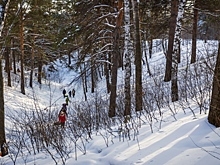 «Зеленый пояс» Новосибирска узаконили в Росреестре