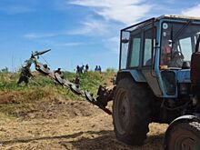 На Дону в рамках акции уничтожено более 16 тонн дикорастущей конопли