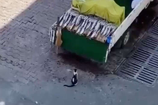 На видео попало ограбление котами автолавки с рыбой