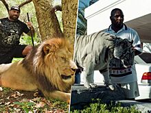 ММА, Карлос Вемола: нокаут за 7 секунд, экзотические животные, тигр Тайсона, модель Playboy, Терминатор