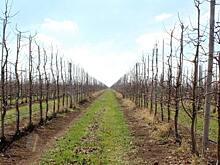 В Крыму осенью 2021 планируется заложить свыше 600 га под фруктовыми деревьями