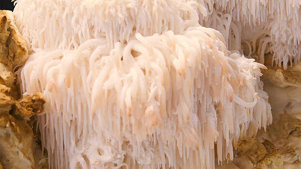 Врачи разоблачили «гриб для памяти»