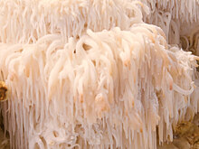 Врачи разоблачили «гриб для памяти»