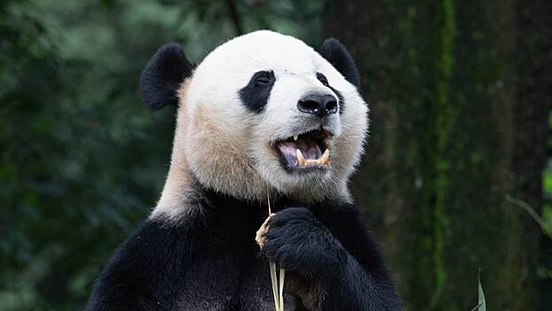 Зоопарк в Китае перекрашивал собак и выдавал их за панд