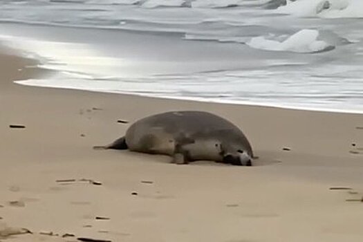 В Дагестане нашли тысячи мертвых краснокнижных тюленей