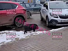 Гибриды кабана и свиньи освоили центр Калуги
