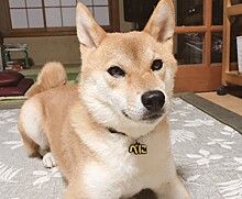 Пес, говорящий по-японски, очаровал интернет