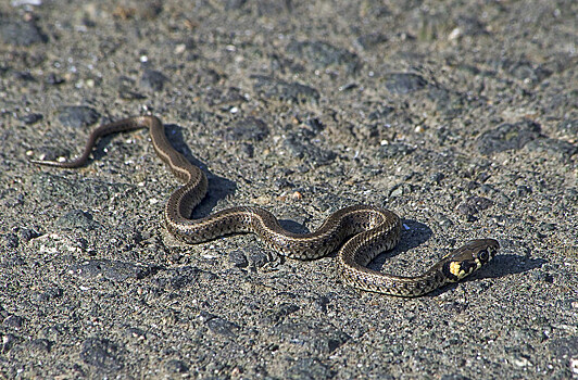 Эксперт объяснил, какая из змей опасна для человека: гадюка, уж или полоз