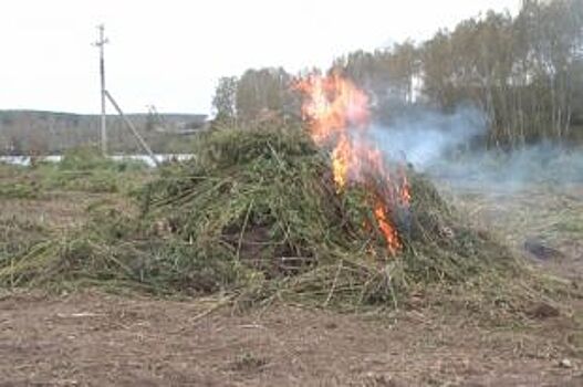 В Кемеровском районе полицейские уничтожили поле дикорастущей конопли