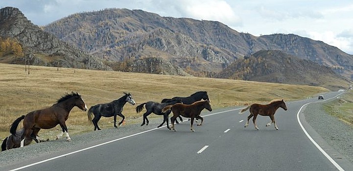 В Республике Алтай усиливают работу по безопасности дорожного движения