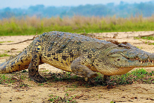 Крокодил съел подростка на глазах у дяди