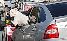 Дорожное видео недели: пёс за рулём, нападение шлагбаума на Porsche и смерть на площади у вокзала