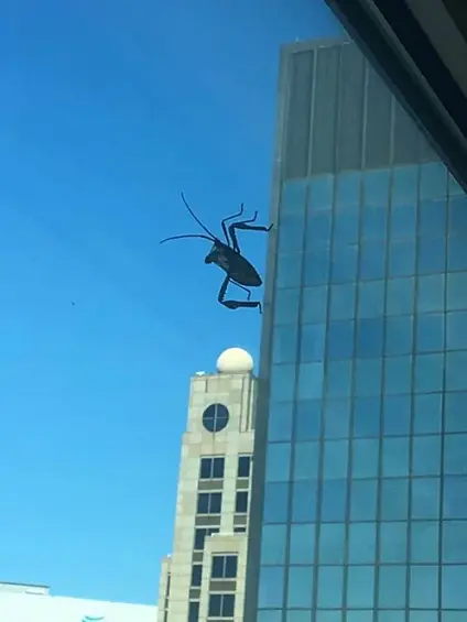 Гигантский жук, взбирающийся на здание… Отличный сюжет для фильма ужасов.