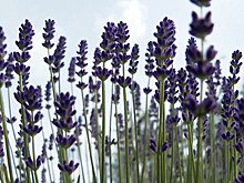 Сиреневые поля: сезон цветения лаванды начался в Беларуси