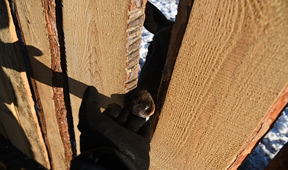 На ферме волгоградца подружились кабанчик Яша и олененок Миша