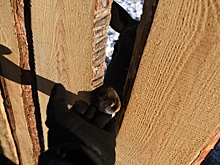 На ферме волгоградца подружились кабанчик Яша и олененок Миша