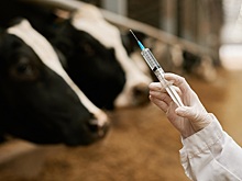 Штрафы за нарушения при назначении ветпрепаратов введут в России