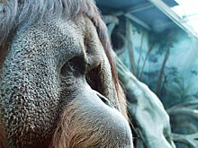 Орангутан заставил власти Новосибирска пойти на подлог