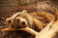 Русский медведь вызвал панику в китайском городе