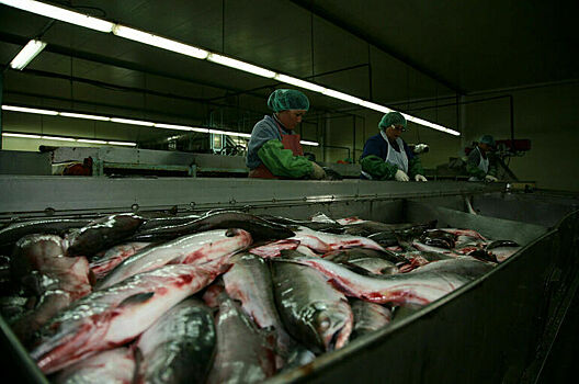 Дума приняла в I чтении законопроект о выдаче электронных разрешений на вылов рыбы
