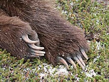 В Приамурье из-за аномального тепла за месяц до пробуждения проснулись медведи