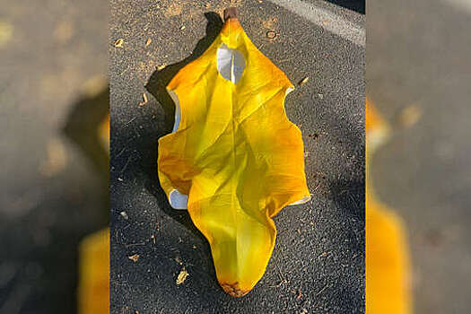 Ситидрайв перечислил 12 необычных вещей, забытых в каршеринге