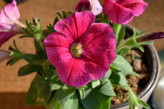 Когда сажать петунию на рассаду в 2023 и как ее правильно вырастить